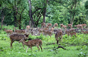 NagarHole National Park